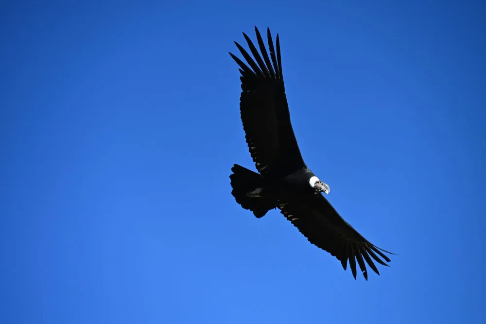 Andenkondor im Segelflug