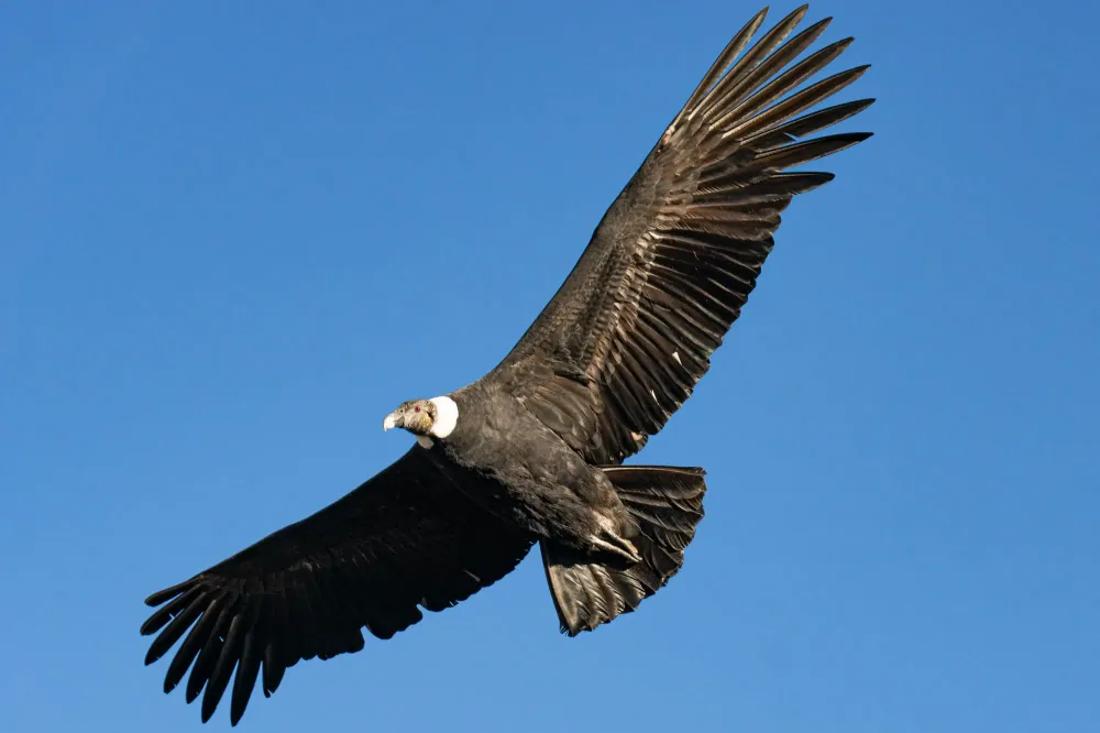 Andenkondor vor blauem Himmel
