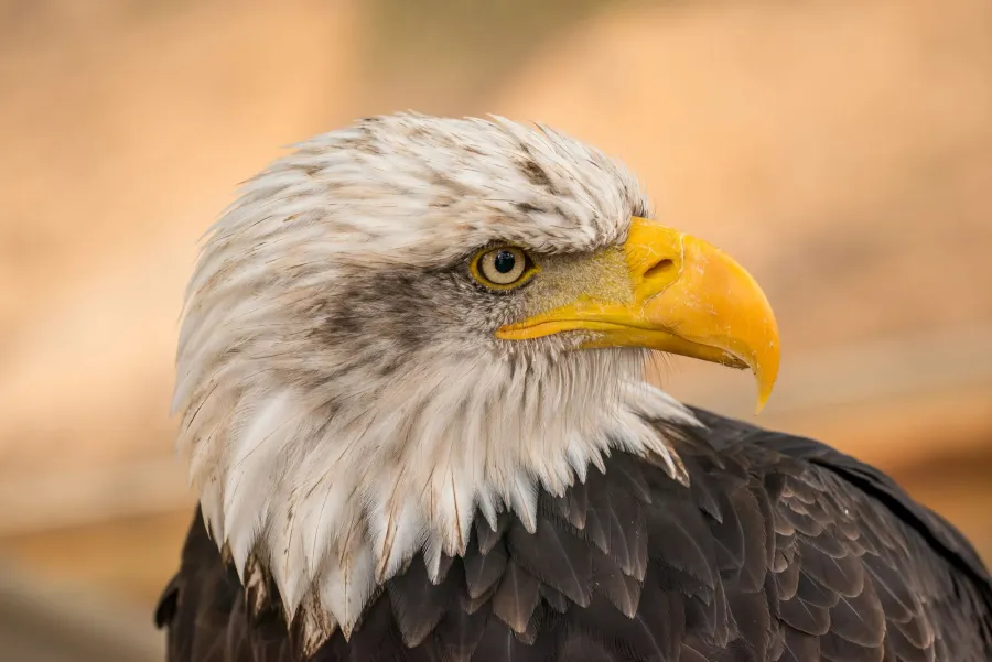 Weißkopfseeadler – Aufnahme 1