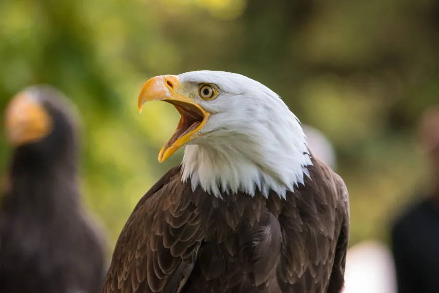 Weißkopfseeadler – Aufnahme 10