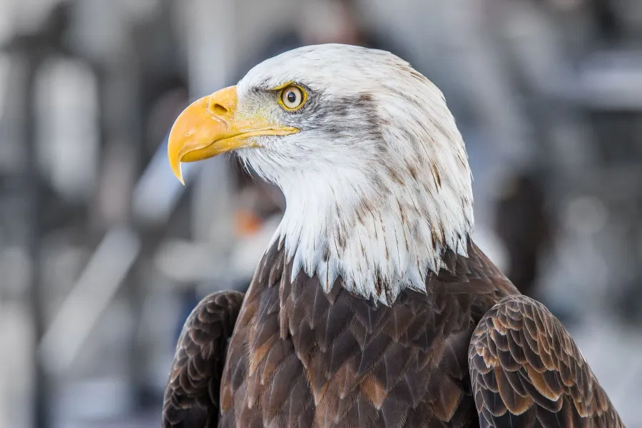 Weißkopfseeadler – Aufnahme 11