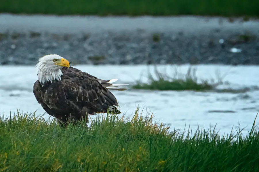 Weißkopfseeadler – Aufnahme 12