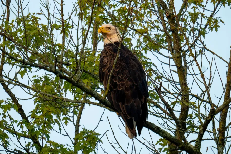 Weißkopfseeadler – Aufnahme 2