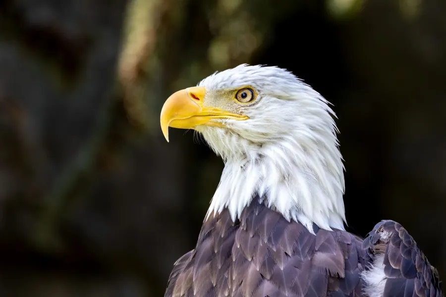 Weißkopfseeadler – Aufnahme 3