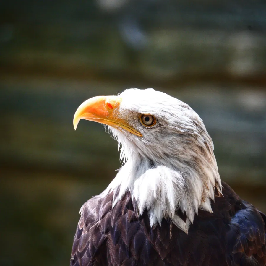 Weißkopfseeadler – Aufnahme 4