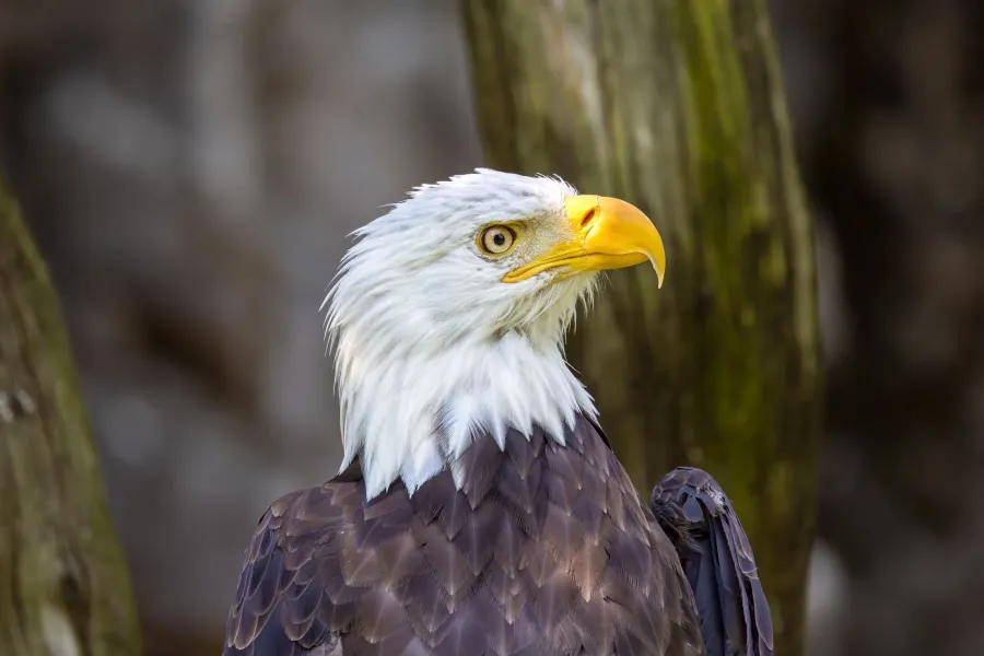 Weißkopfseeadler – Aufnahme 5