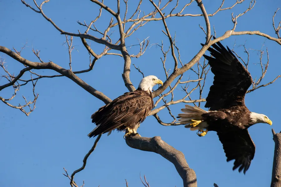 Weißkopfseeadler – Aufnahme 6