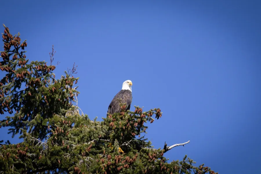 Weißkopfseeadler – Aufnahme 7