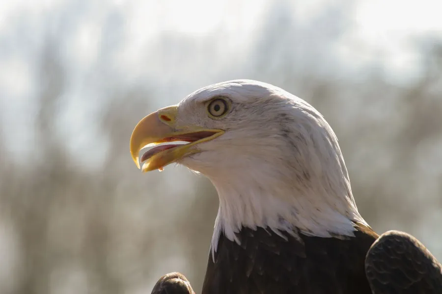 Weißkopfseeadler – Aufnahme 8
