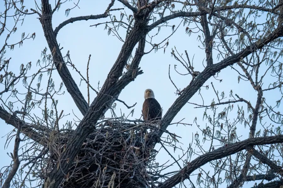 Weißkopfseeadler – Aufnahme 9