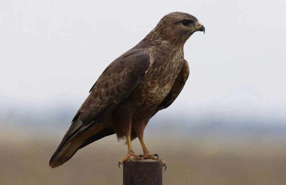 Mäusebussard auf einem Ast