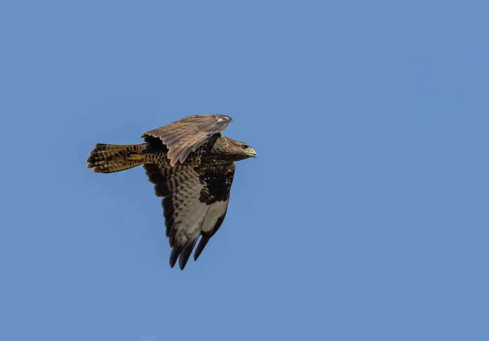 Mäusebussard im Segelflug