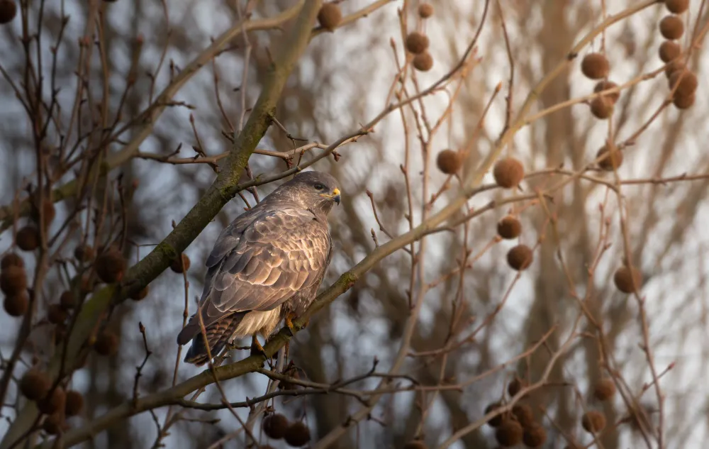 Mäusebussard auf winterlichem Ast