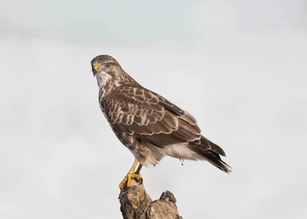 Mäusebussard in Nahaufnahme