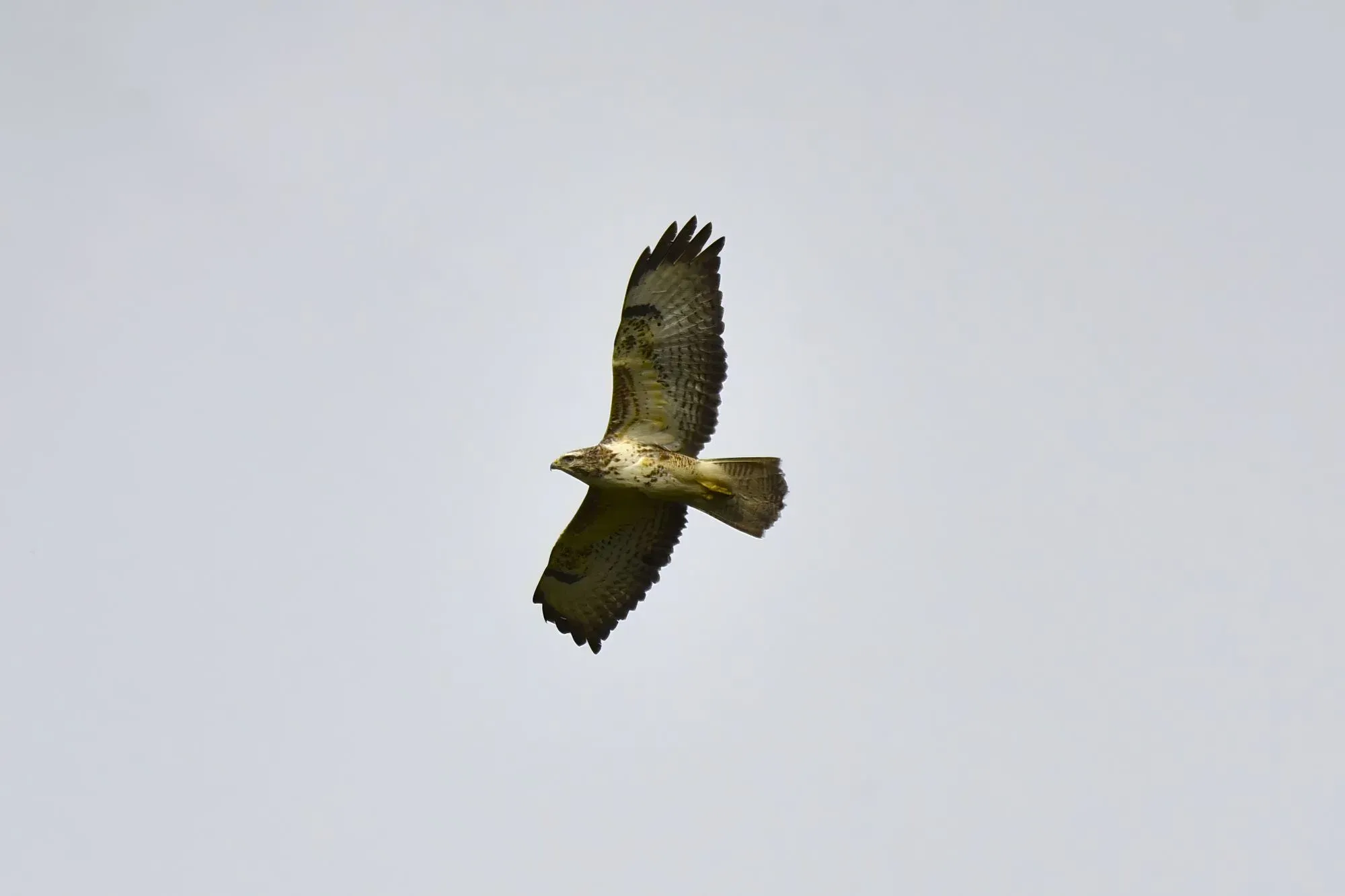 Mäusebussard im Flug