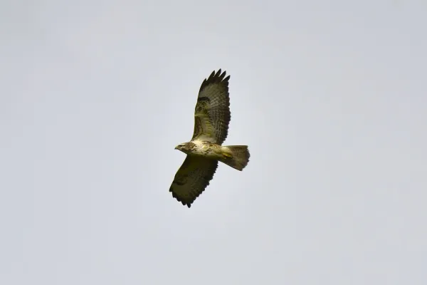 Mäusebussard im Flug