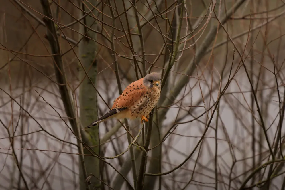 Turmfalke auf winterlichem Zweig