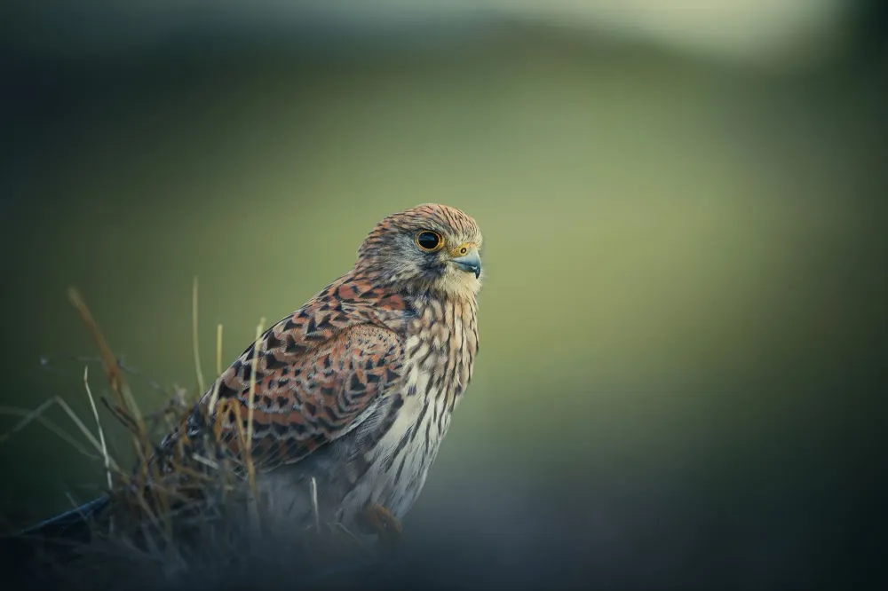 Turmfalke in Nahaufnahme