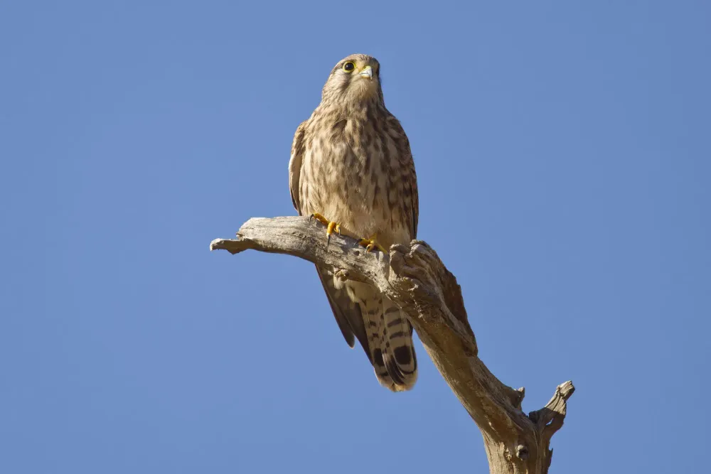 Falke auf einem Ast