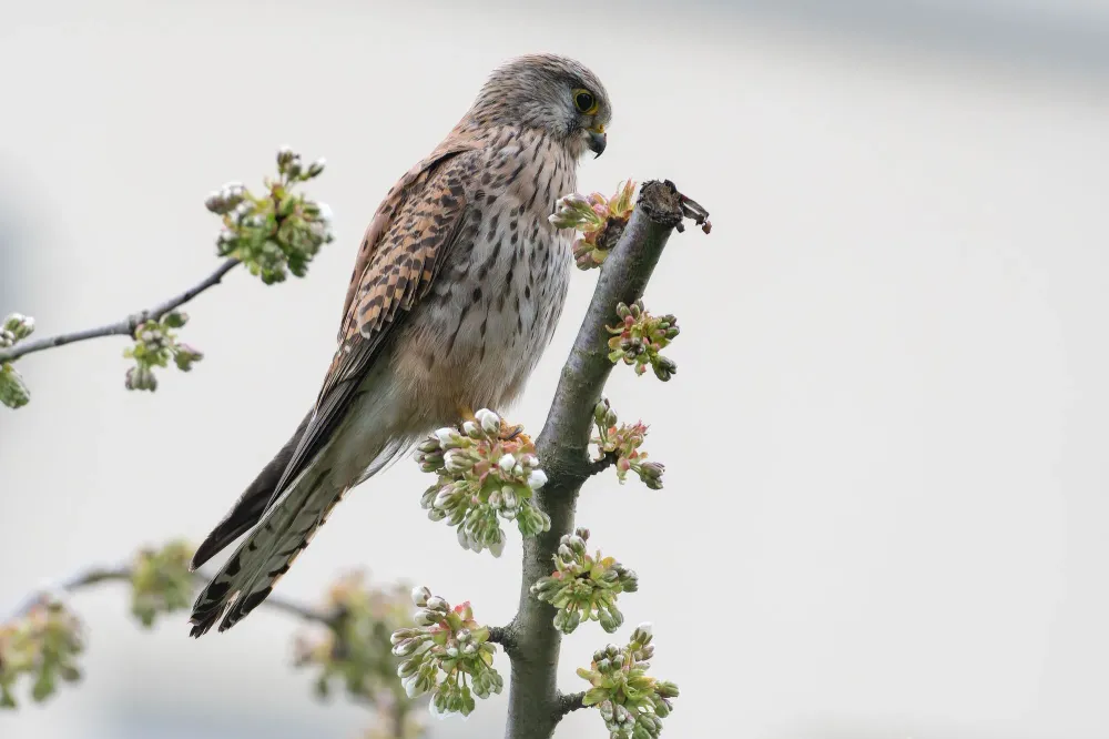 Falke mit Frühlingsblüten