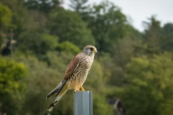 Turmfalke auf einem Ast