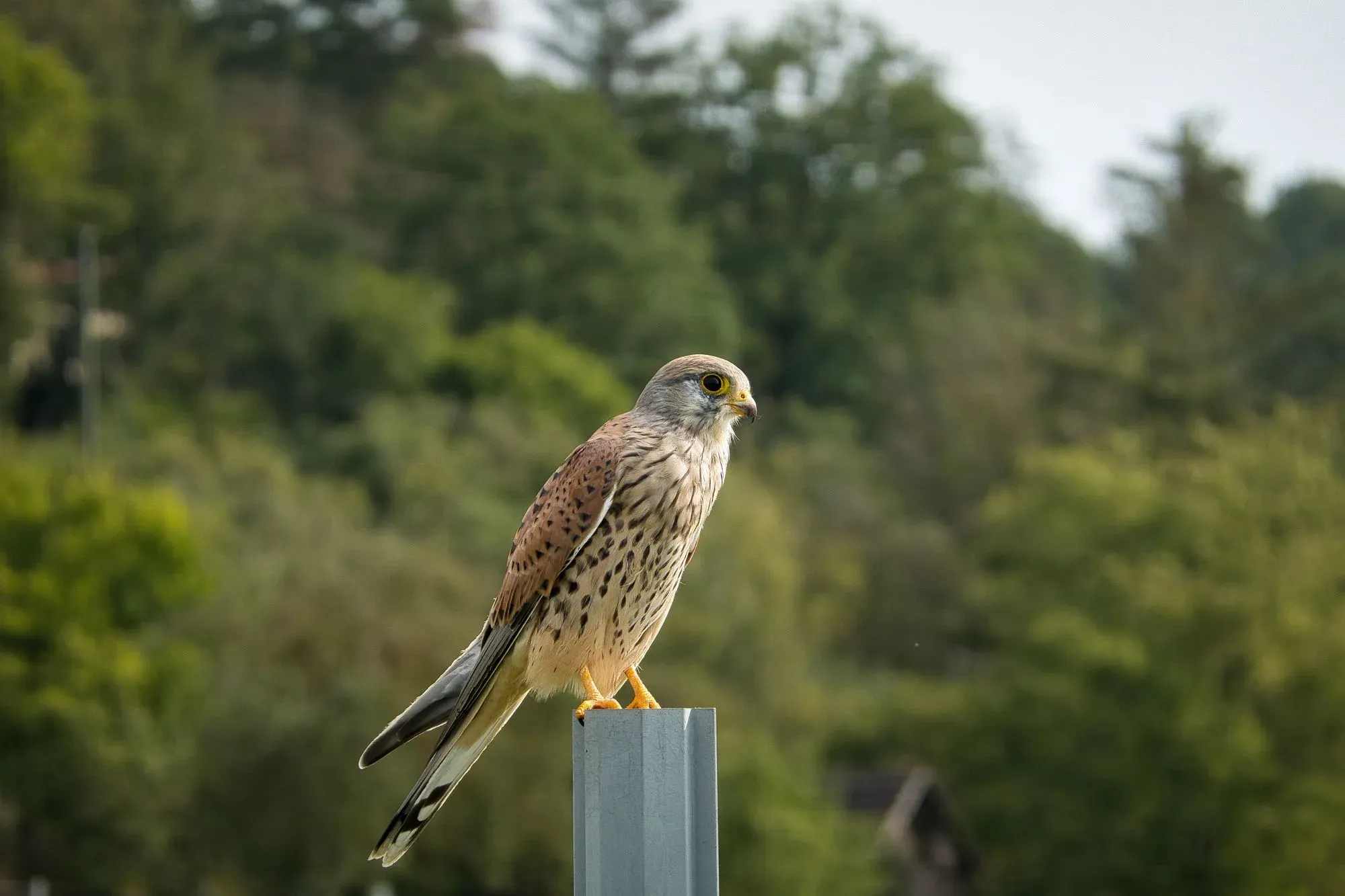 Turmfalke auf einem Ast