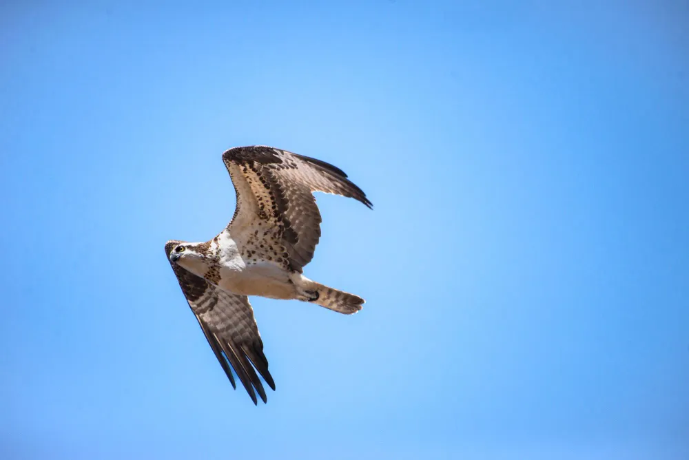 Fischadler im Flug gegen blauen Himmel