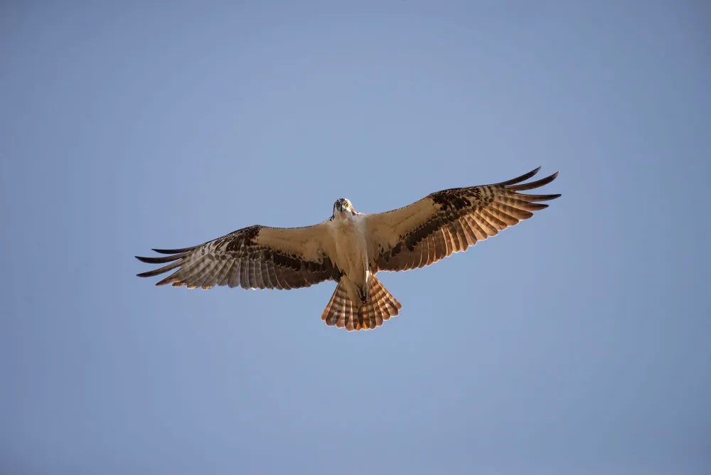 Fischadler mit ausgebreiteten Schwingen