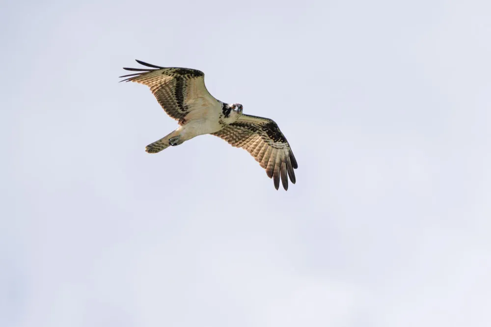 Fischadler im Gleitflug