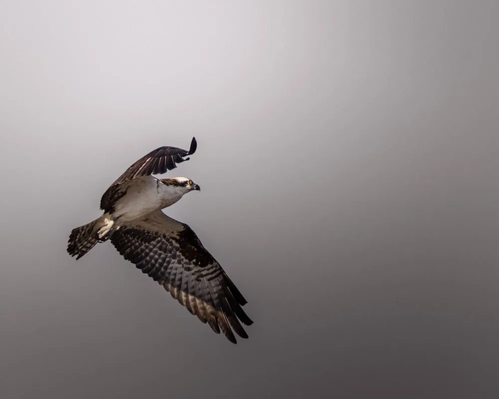 Fischadler bei der Jagd