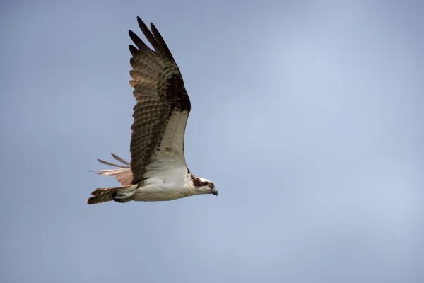 Fischadler im Flug