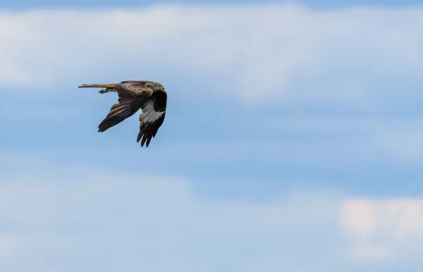 Greifvogel kreist über offener Landschaft