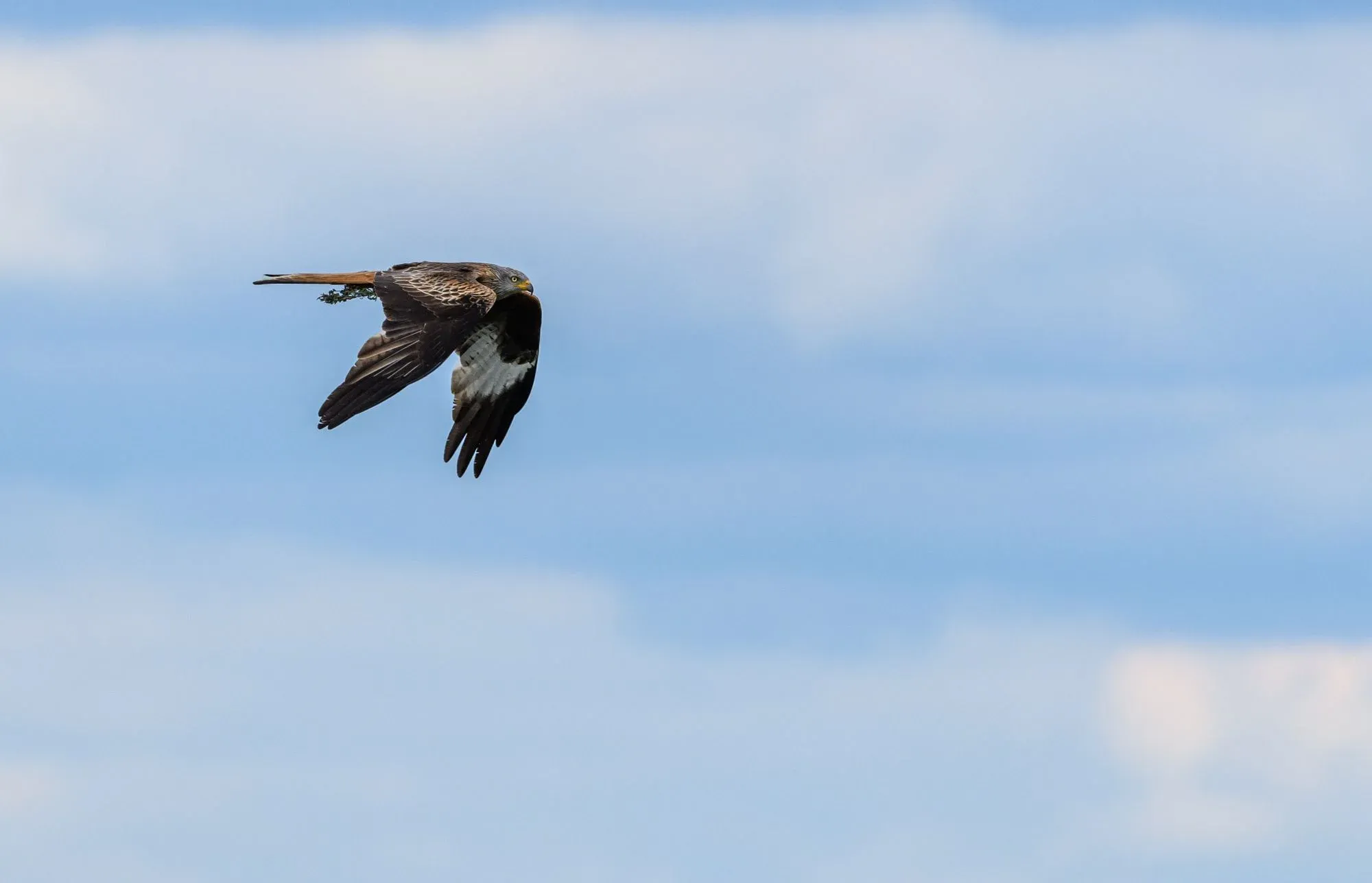 Greifvogel kreist über offener Landschaft
