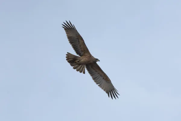 Habichtsadler in natürlichem Lebensraum