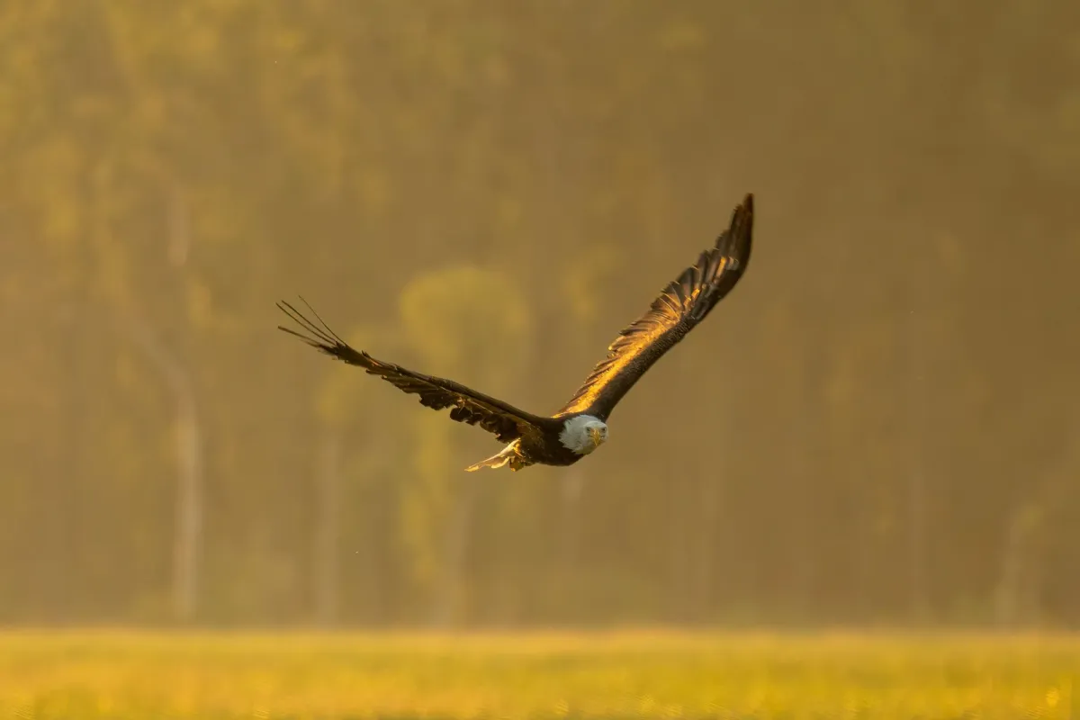 Weißkopfseeadler mit weißem Kopf und gelbem Schnabel