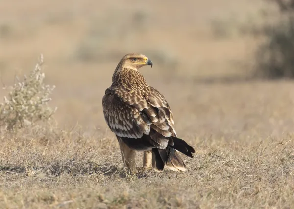 Kaiseradler in der Steppe