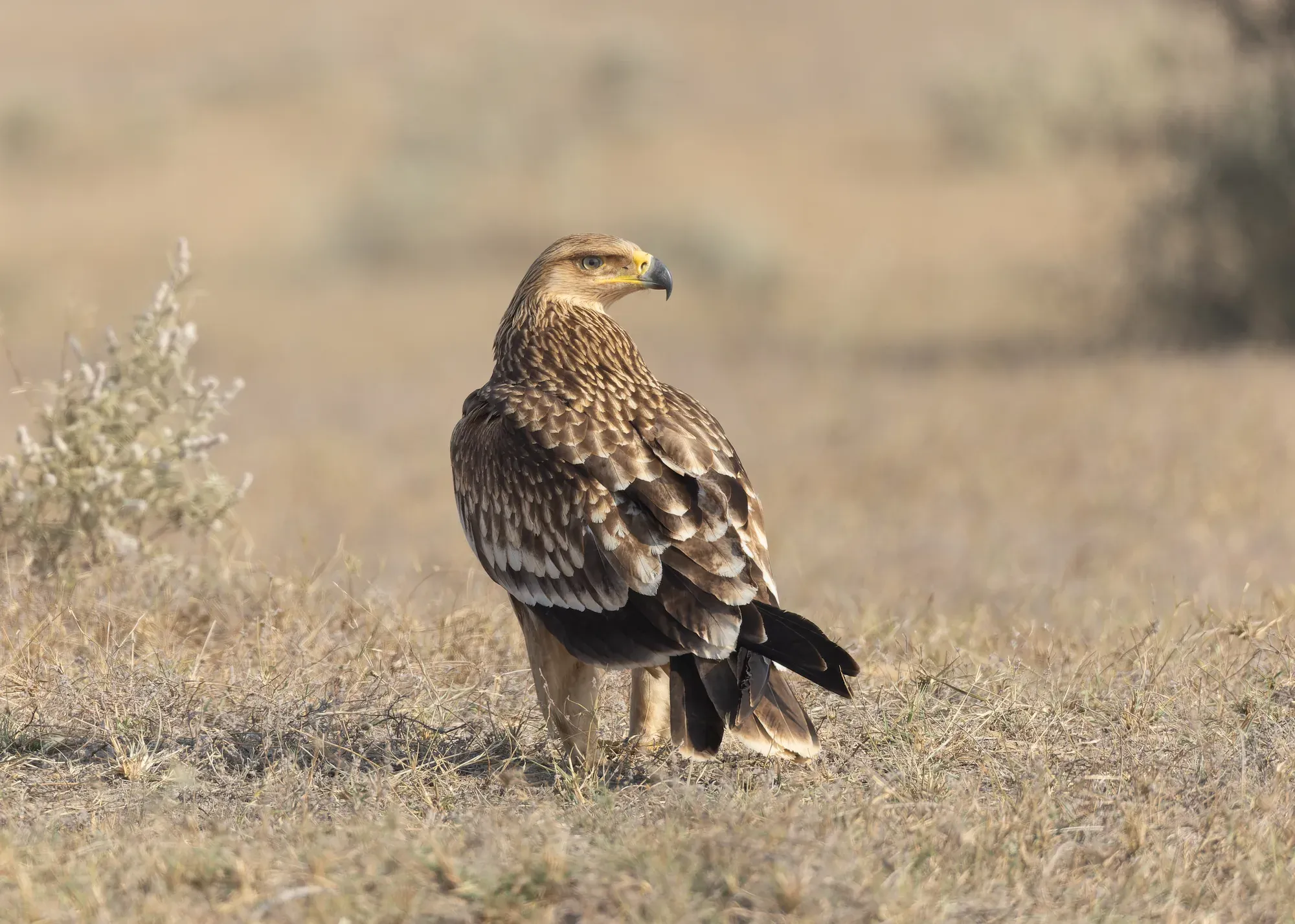 Kaiseradler in der Steppe