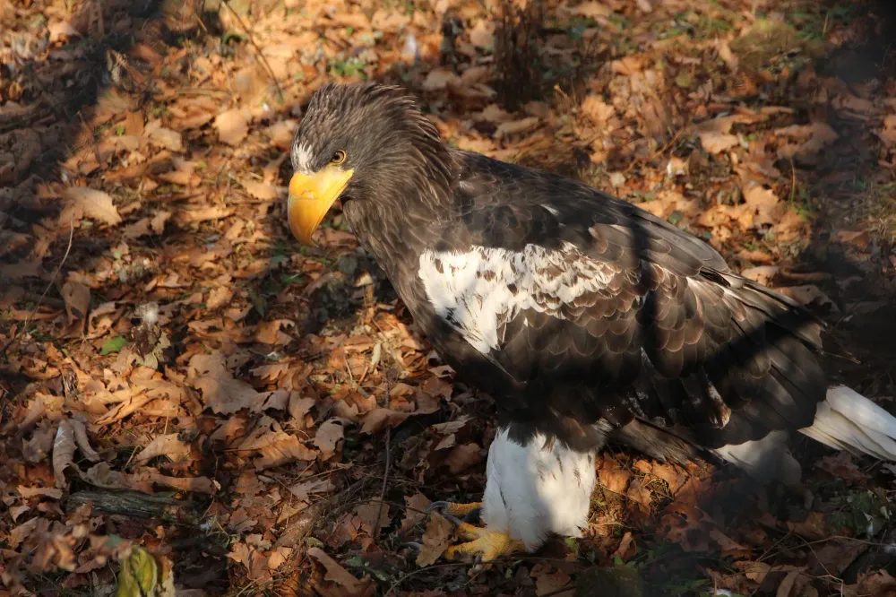 Riesenseeadler im Herbstlaub
