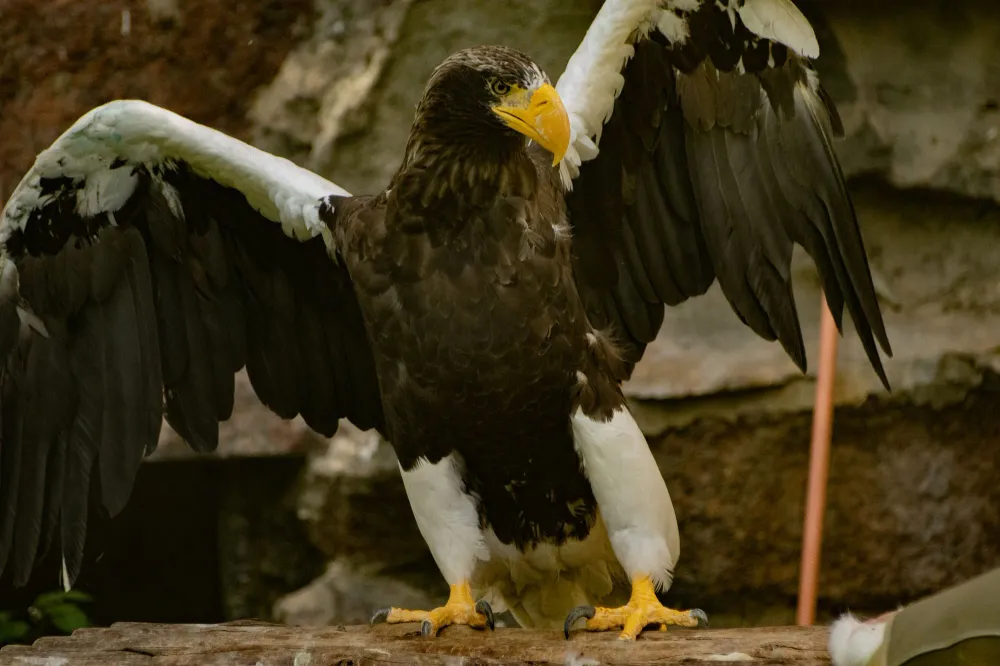 Riesenseeadler breitet die Schwingen aus