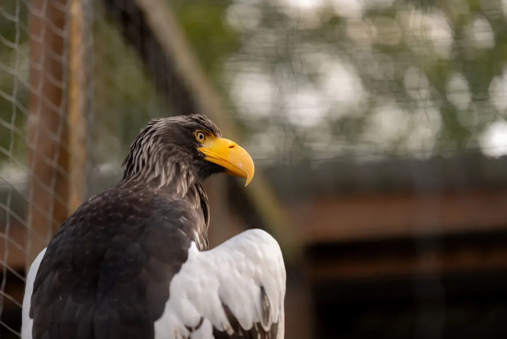 Riesenseeadler mit markantem gelbem Schnabel