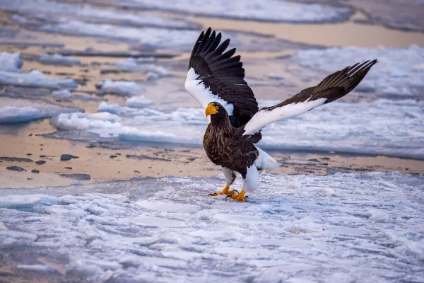 Riesenseeadler mit ausgebreiteten Schwingen