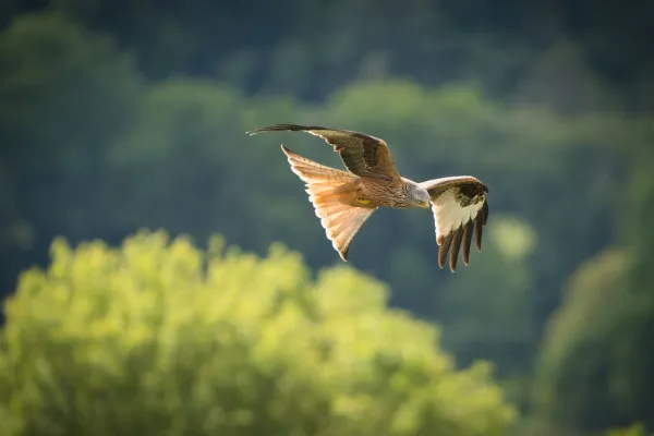 Rotmilan im Flug mit gegabeltem Schwanz