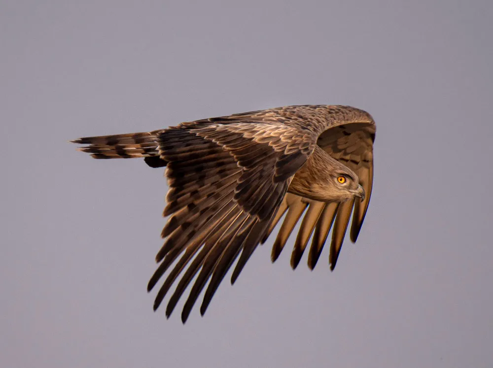 Schlangenadler im Segelflug
