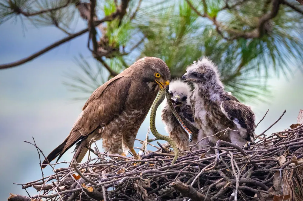 Schlangenadler füttert sein Junges