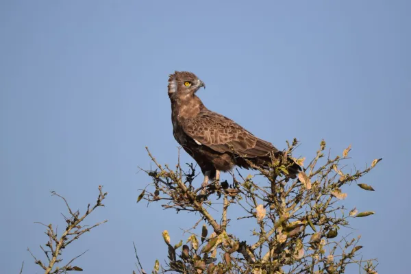 Schlangenadler auf einem Ast