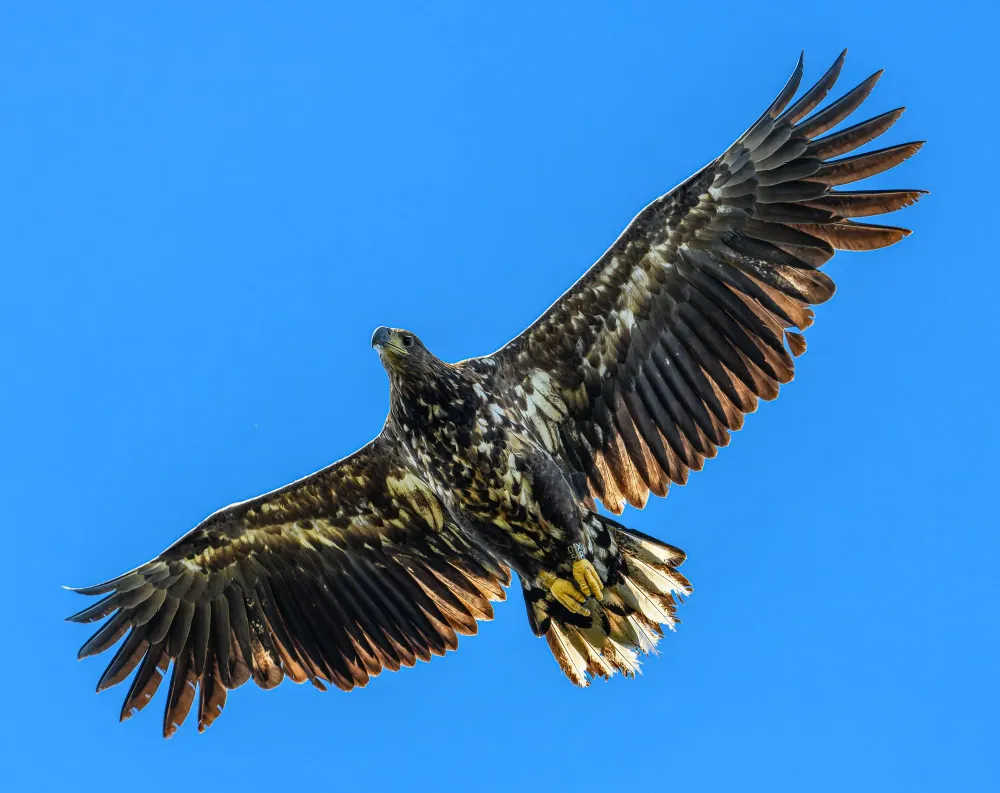 Seeadler mit ausgebreiteten Schwingen