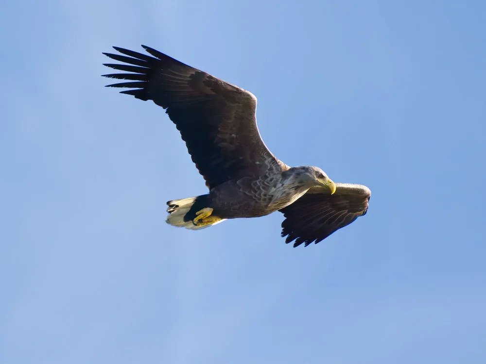 Seeadler im Gleitflug