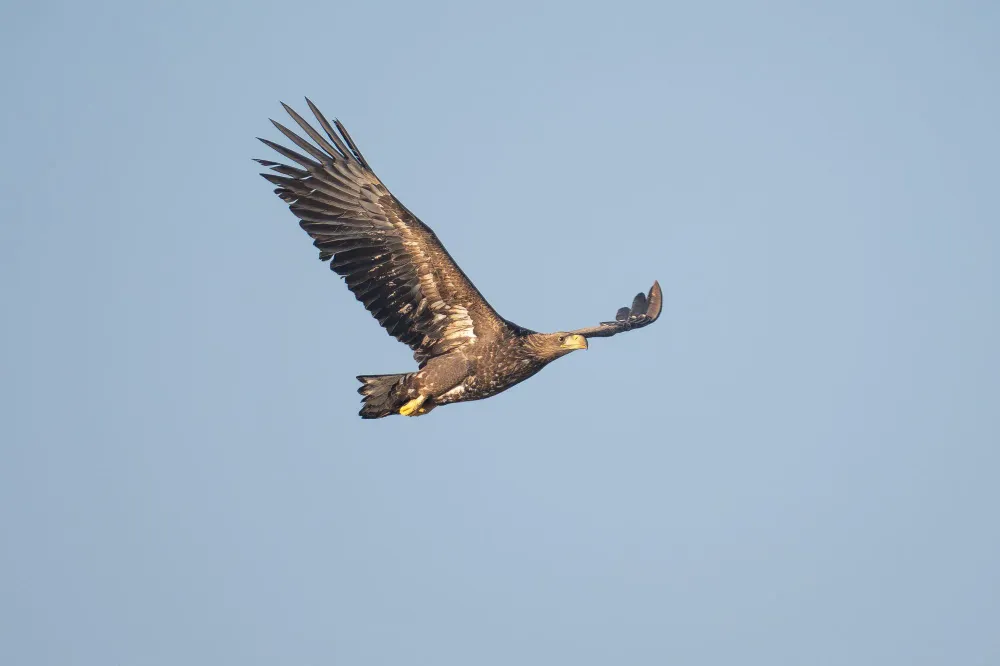 Seeadler über dem Wasser