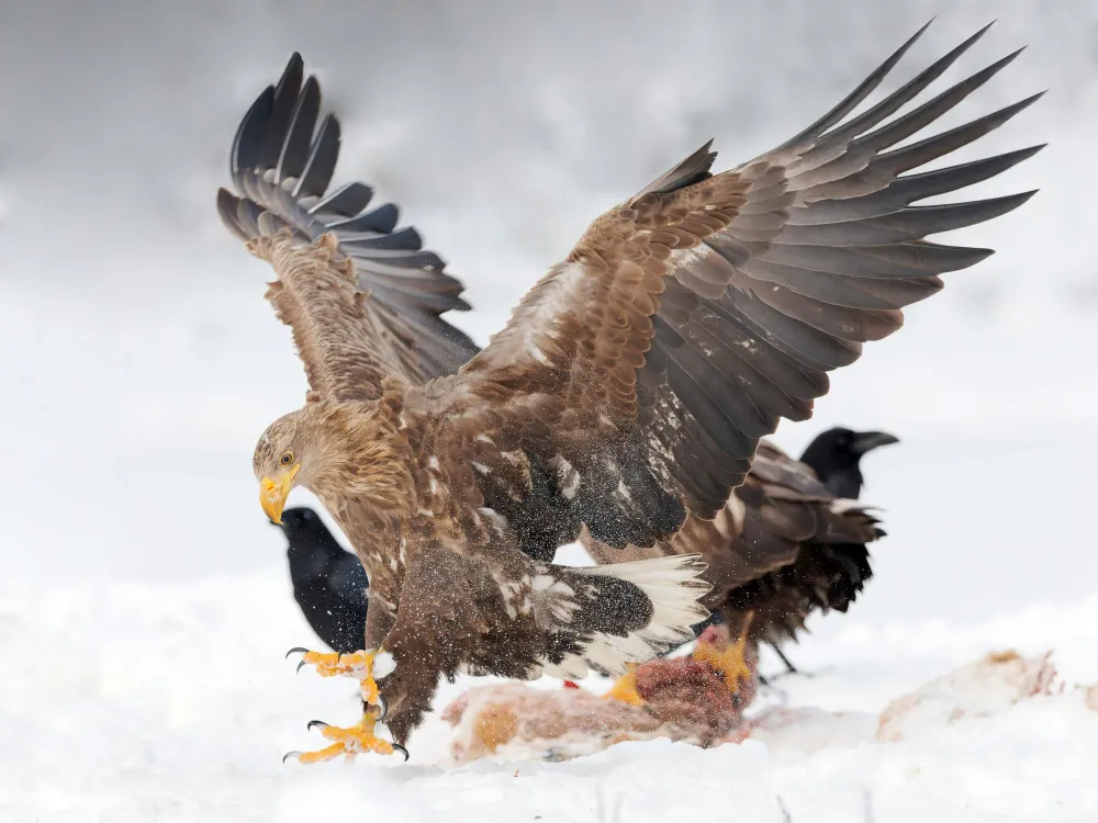 Seeadler bei der Jagd über verschneiter Landschaft