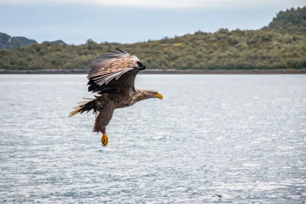 Seeadler im Flug über dem Wasser